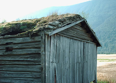 Turf roof