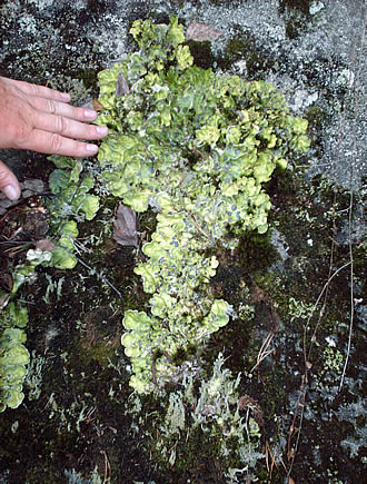 Liverwort