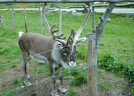 Reindeer