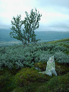 Olav's Way Waymark